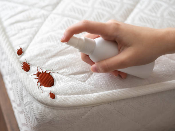 Best Ant Control Services  in San Leandro, CA